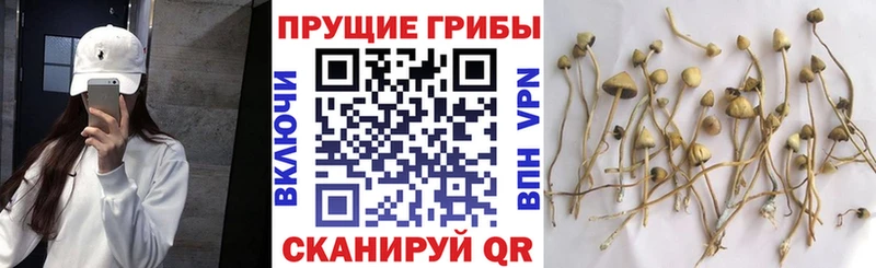 ОМГ ОМГ сайт  Цимлянск  это как зайти  наркошоп  Галлюциногенные грибы Magic Shrooms 